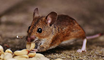 24 Hour & Emergency Exterminators in Township Of Irvington, NJ